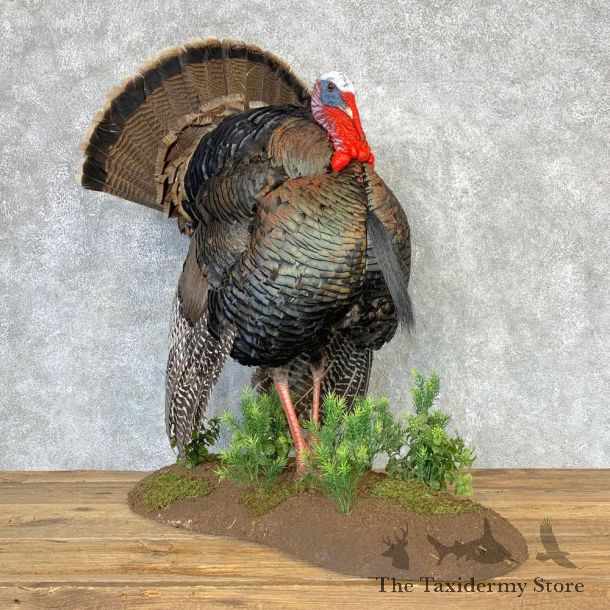 Rio Grande Turkey Life Size Taxidermy Mount #21638 For Sale @ The Taxidermy Store