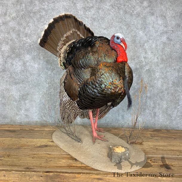 Rio Grande Turkey Life Size Taxidermy Mount #23492 For Sale @ The Taxidermy Store