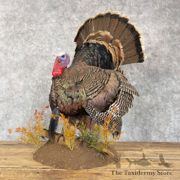 Rio Grande Turkey Life Size Taxidermy Mount #24092 For Sale @ The Taxidermy Store