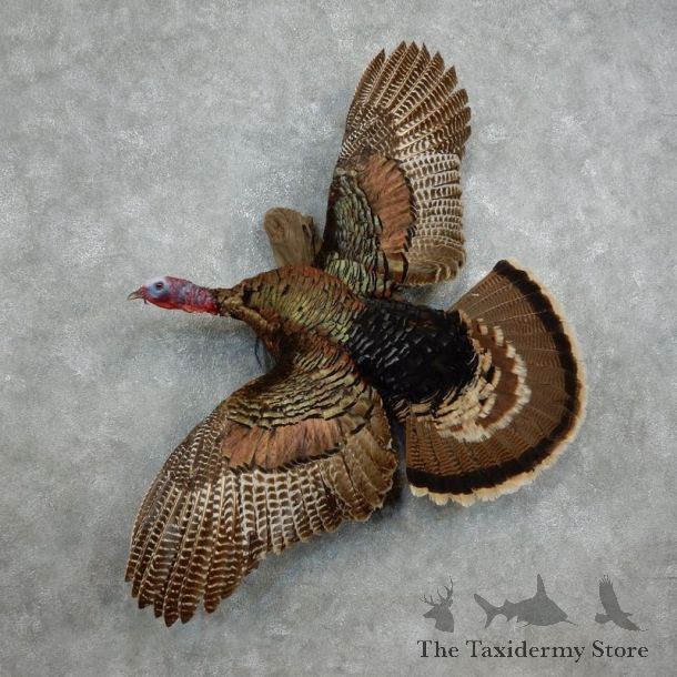 Rio Grande Turkey Flying Life Size Taxidermy Mount #18044 For Sale @ The Taxidermy Store