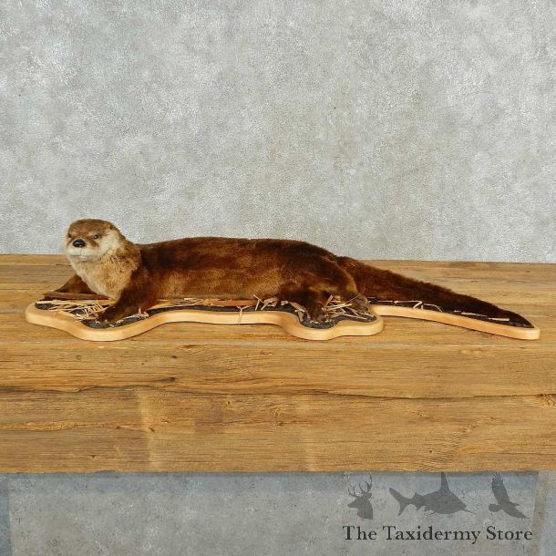 River Otter Life-Size Mount For Sale #16571 @ The Taxidermy Store