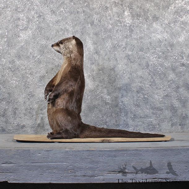 Standing River Otter Mount #11825 For Sale @ The Taxidermy Store