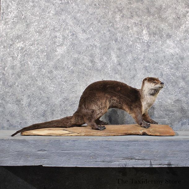 Standing River Otter Mount #11826 For Sale @ The Taxidermy Store