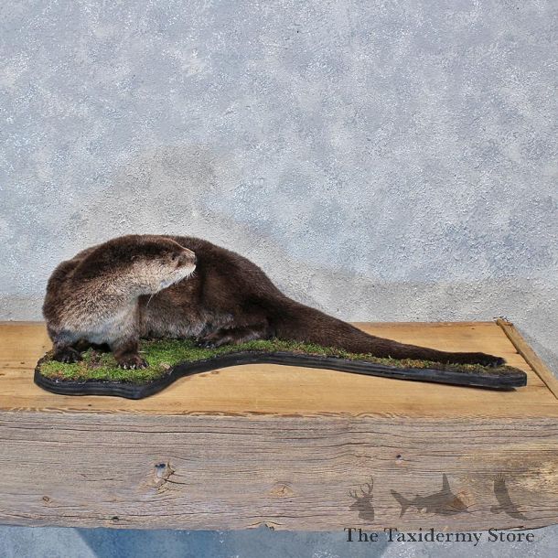 Standing River Otter Mount #11966 For Sale @ The Taxidermy Store