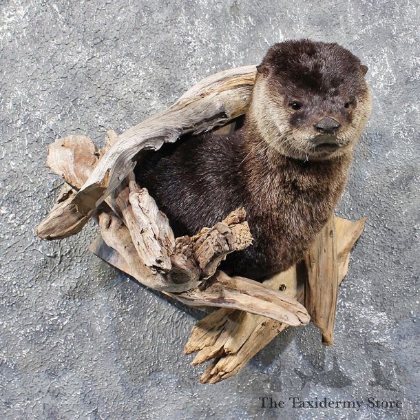 River Otter Shoulder Mount #11772 - The Taxidermy Store