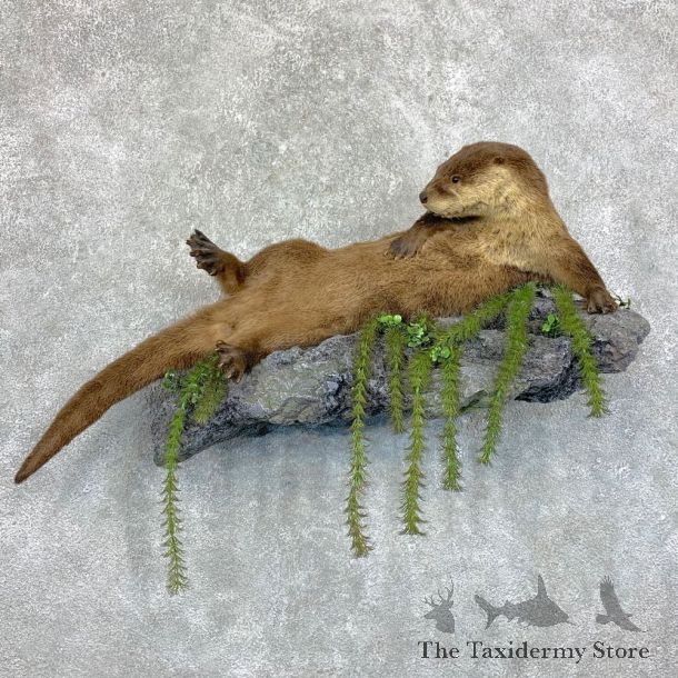 River Otter Life-Size Mount For Sale #22851 @ The Taxidermy Store