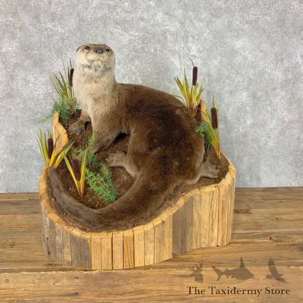 River Otter Life-Size Mount For Sale #23660 @ The Taxidermy Store