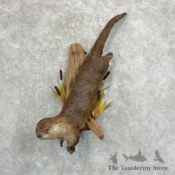 River Otter Life-Size Mount For Sale #24281 @ The Taxidermy Store