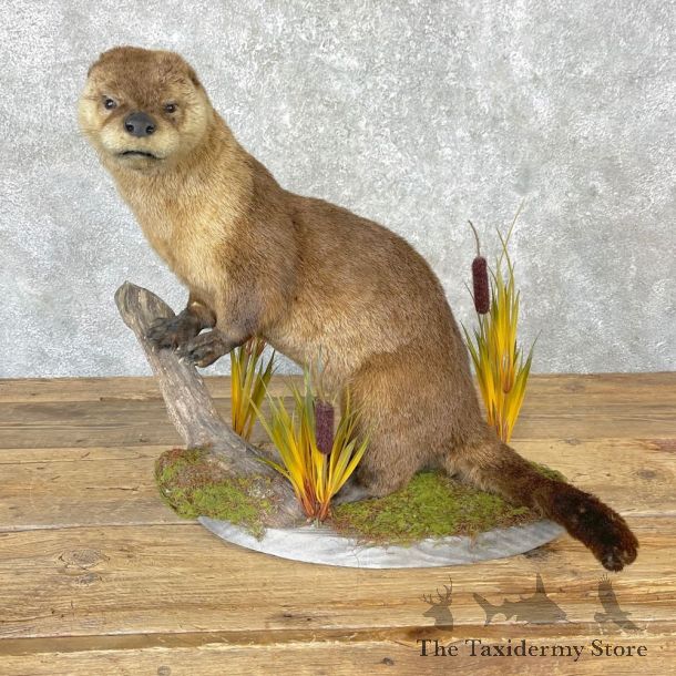 River Otter Life-Size Mount For Sale #24712 @ The Taxidermy Store