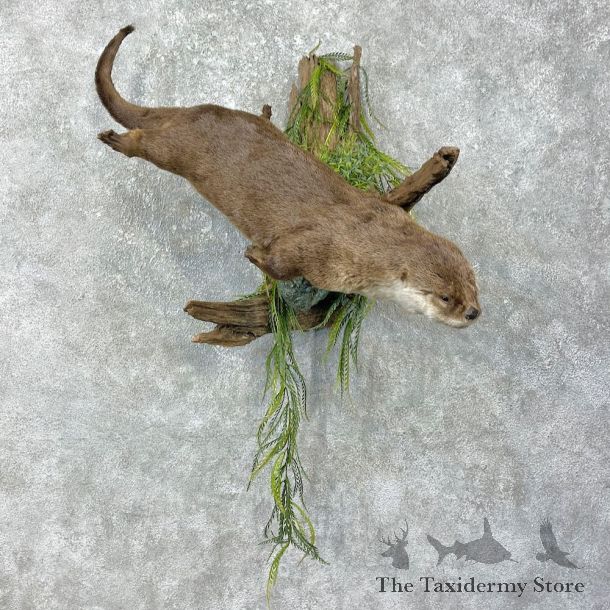 River Otter Life-Size Mount For Sale #25922 @ The Taxidermy Store