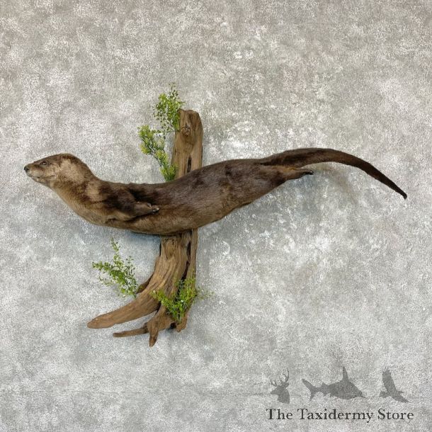 River Otter Life-Size Mount For Sale #26513 @ The Taxidermy Store