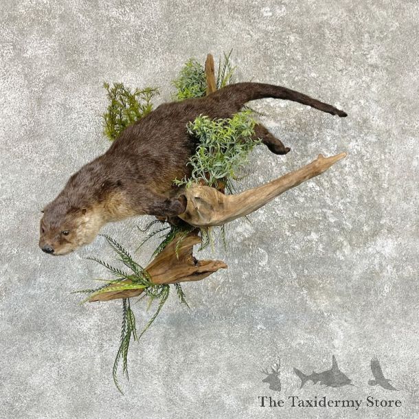 River Otter Life-Size Mount For Sale #26514 @ The Taxidermy Store