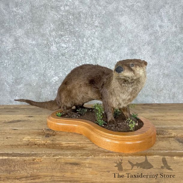 River Otter Life-Size Mount For Sale #26997 @ The Taxidermy Store