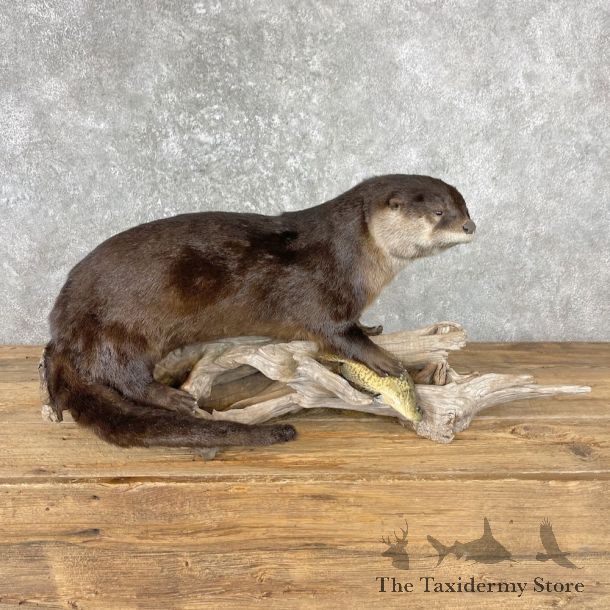 River Otter Life-Size Mount For Sale #27006 @ The Taxidermy Store