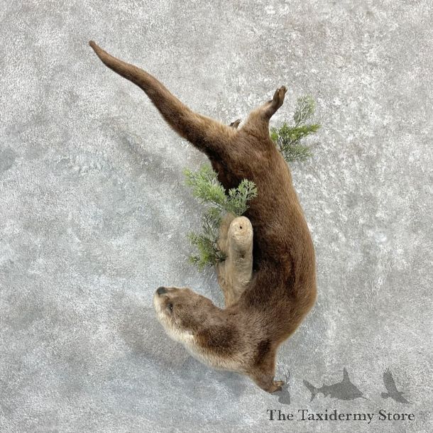 River Otter Life-Size Mount For Sale #27286 @ The Taxidermy Store