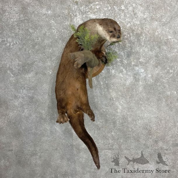 River Otter Life-Size Mount For Sale #27338 @ The Taxidermy Store