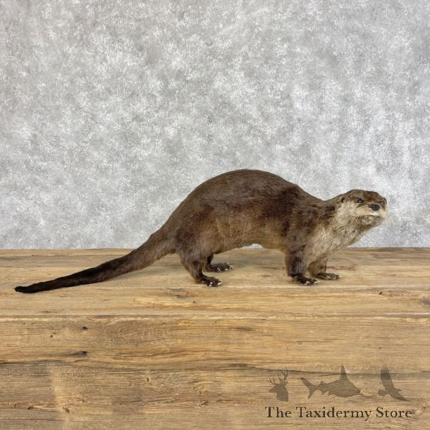 River Otter Life-Size Mount For Sale #28414 @ The Taxidermy Store
