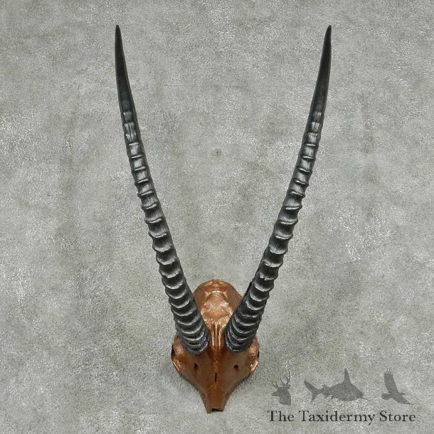 Roan Antelope Skull Horns European Mount #13821 For Sale @ The Taxidermy Store