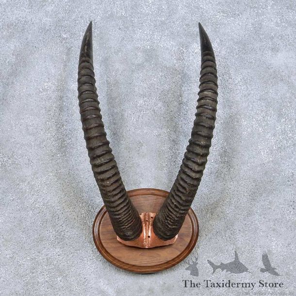 African Roan Taxidermy Horn Mount For Sale #13986 @ The Taxidermy Store
