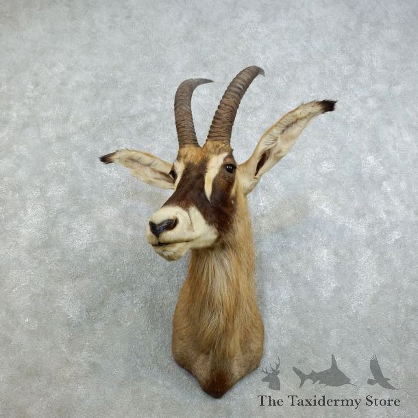 Roan Antelope Shoulder Mount For Sale #18531 @ The Taxidermy Store