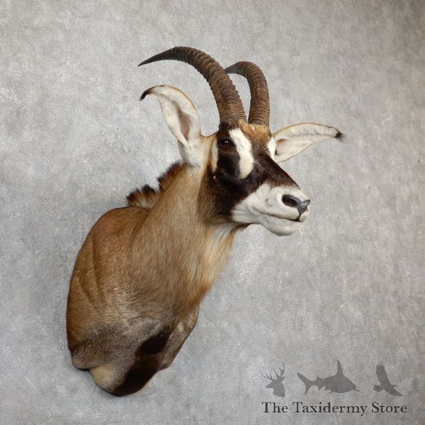 Roan Antelope Shoulder Mount For Sale #19498 @ The Taxidermy Store