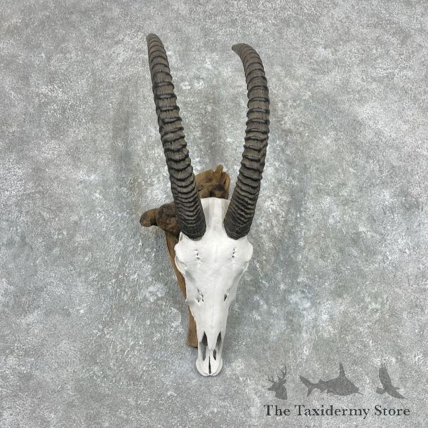 Roan Antelope Skull & Horns European Mount For Sale #26912 @ The Taxidermy Store