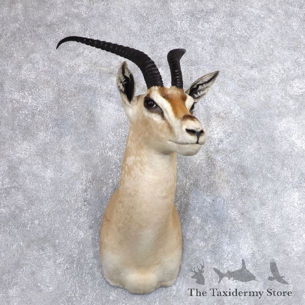 Robert's Gazelle Shoulder Mount #18629 For Sale @ The Taxidermy Store