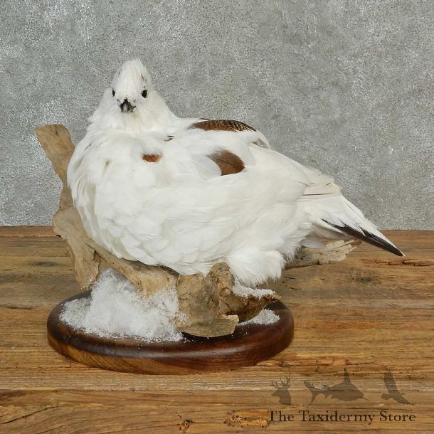 Rock Ptarmigan Bird Mount For Sale #16991 @ The Taxidermy Store