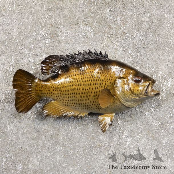 Rock Bass Fish Mount For Sale #19709 @ The Taxidermy Store