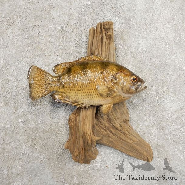 Rock Bass Fish Mount For Sale #20942 @ The Taxidermy Store