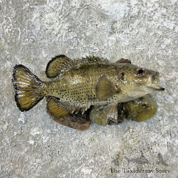 Rock Bass Fish Mount For Sale #26954 @ The Taxidermy Store