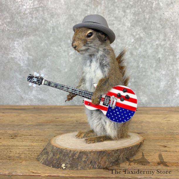 Rock N Roll Squirrel Novelty Mount For Sale #23004 @ The Taxidermy Store