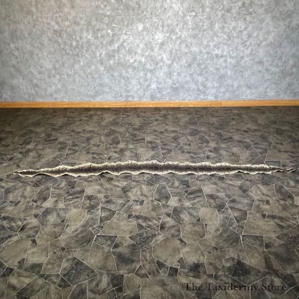 Rock Python Snake Mount For Sale #26290 @ The Taxidermy Store