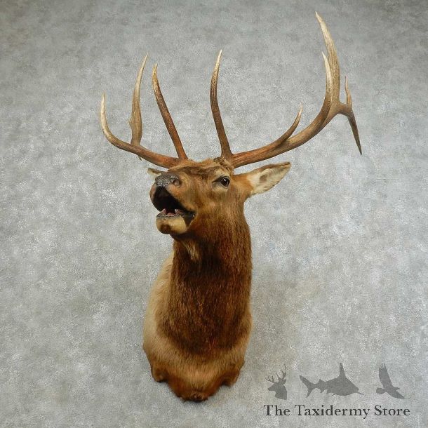 Rocky Mountain Elk Shoulder Mount For Sale #16751 @ The Taxidermy Store