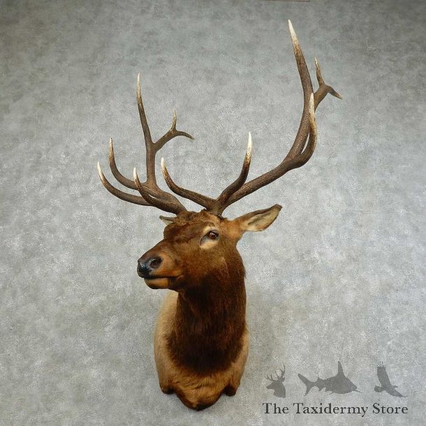 Rocky Mountain Elk Shoulder Mount For Sale #16752 @ The Taxidermy Store