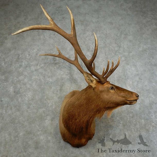 Rocky Mountain Elk Shoulder Mount For Sale #16753 @ The Taxidermy Store