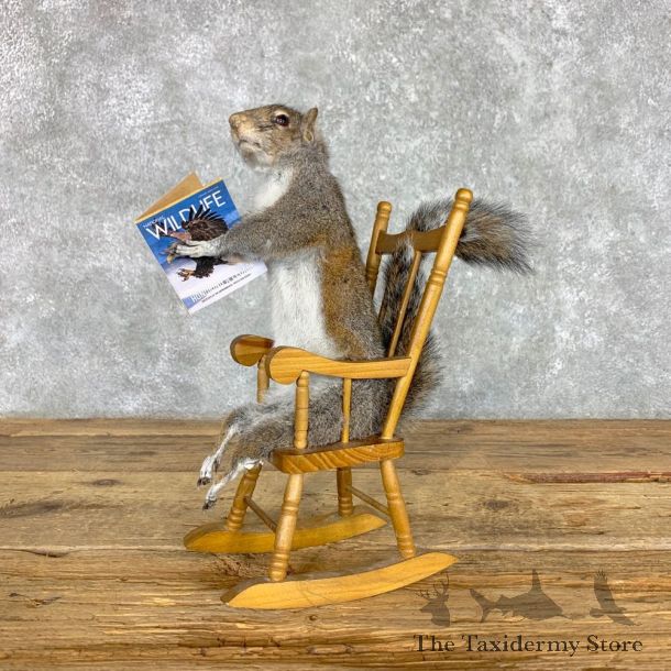 Rocking Chair Squirrel Novelty Mount For Sale #23472 @ The Taxidermy Store