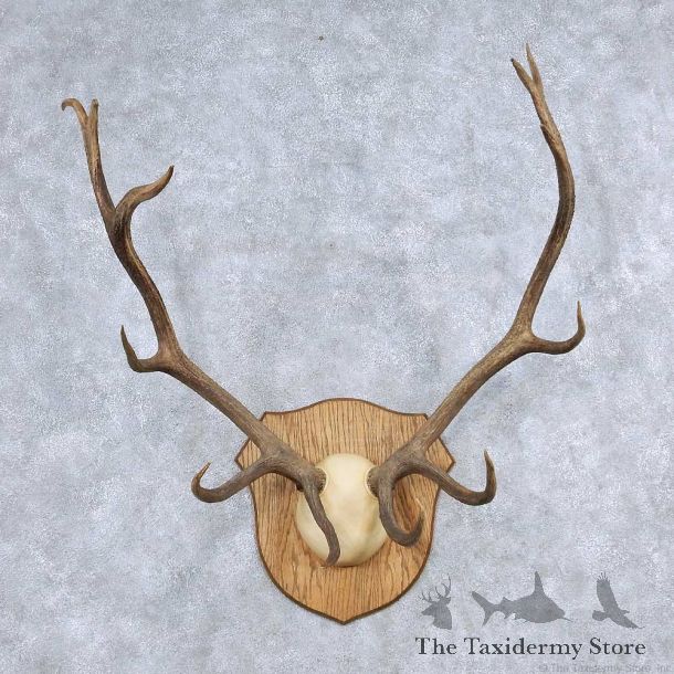 Elk Antler Taxidermy Mount For Sale #13930 For Sale @ The Taxidermy Store