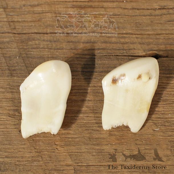 Rocky Mountain Elk Ivory Teeth #12272 For Sale @ The Taxidermy Store