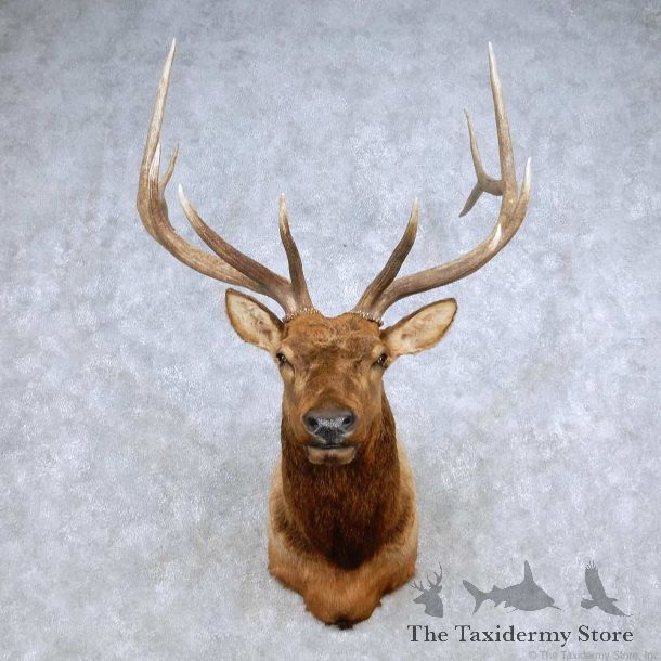 Rocky Mountain Elk Shoulder Mount For Sale #14235 @ The Taxidermy Store