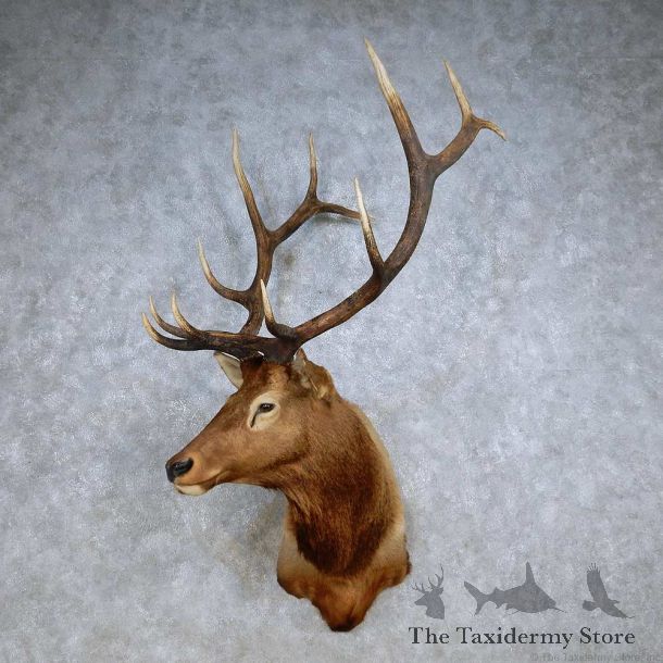 Rocky Mountain Elk Shoulder Mount For Sale #14237 @ The Taxidermy Store