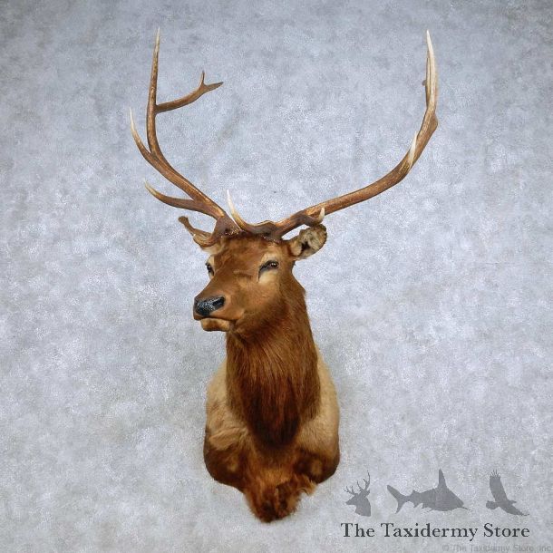 Rocky Mountain Elk Shoulder Mount For Sale #14238 @ The Taxidermy Store