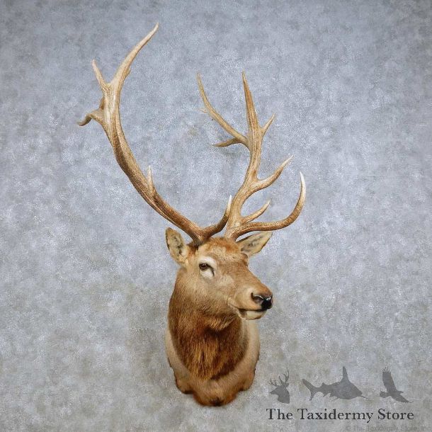 Rocky Mountain Elk Shoulder Mount For Sale #14267 @ The Taxidermy Store