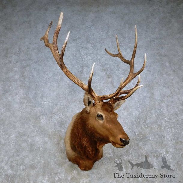 Rocky Mountain Elk Shoulder Mount For Sale #14268 @ The Taxidermy Store