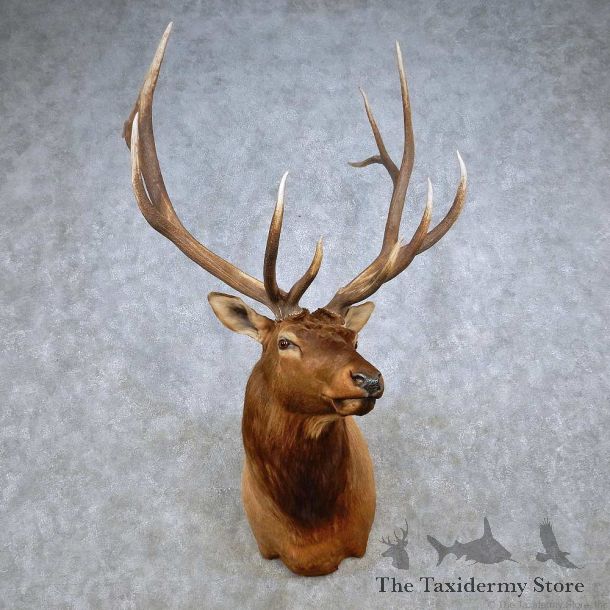 Rocky Mountain Elk Shoulder Mount For Sale #14323 @ The Taxidermy Store