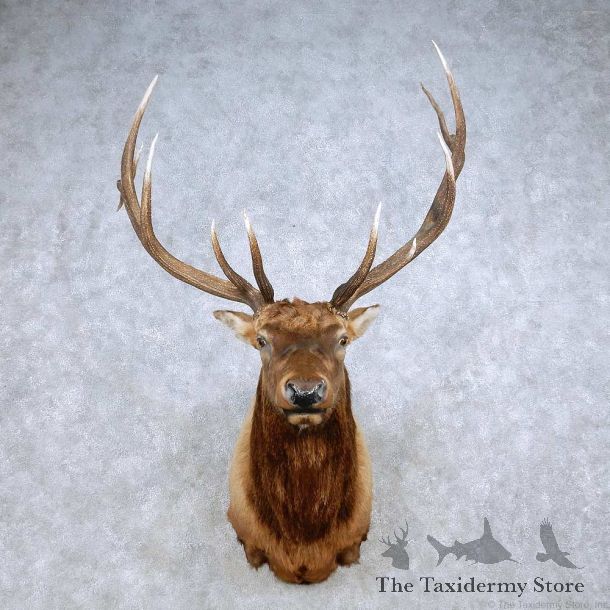Rocky Mountain Elk Shoulder Mount For Sale #14324 @ The Taxidermy Store