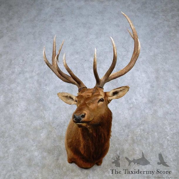 Rocky Mountain Elk Shoulder Mount For Sale #14325 @ The Taxidermy Store