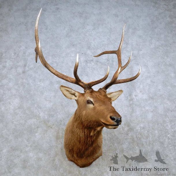Rocky Mountain Elk Shoulder Mount For Sale #14326 @ The Taxidermy Store