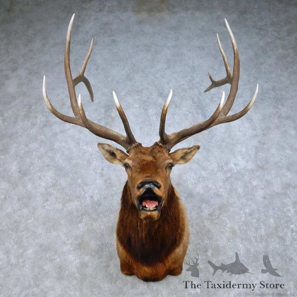 Rocky Mountain Elk Mount For Sale #15004 @ The Taxidermy Store
