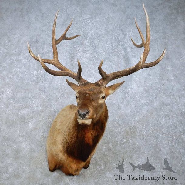 Rocky Mountain Elk Mount For Sale #15018 @ The Taxidermy Store